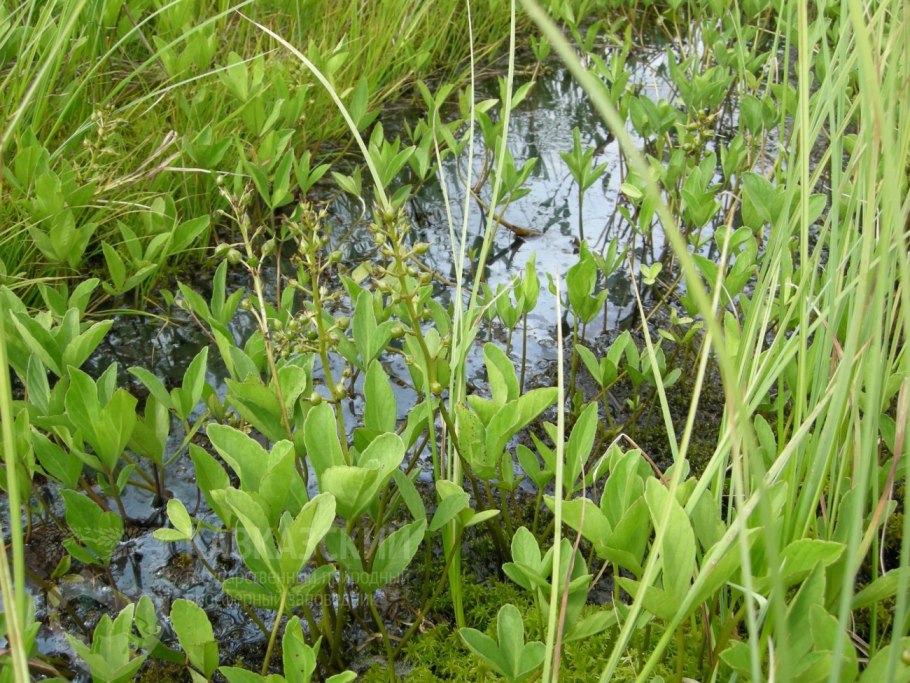 Alisma plantago aquatica