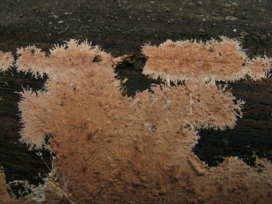 Белокрылый болотник