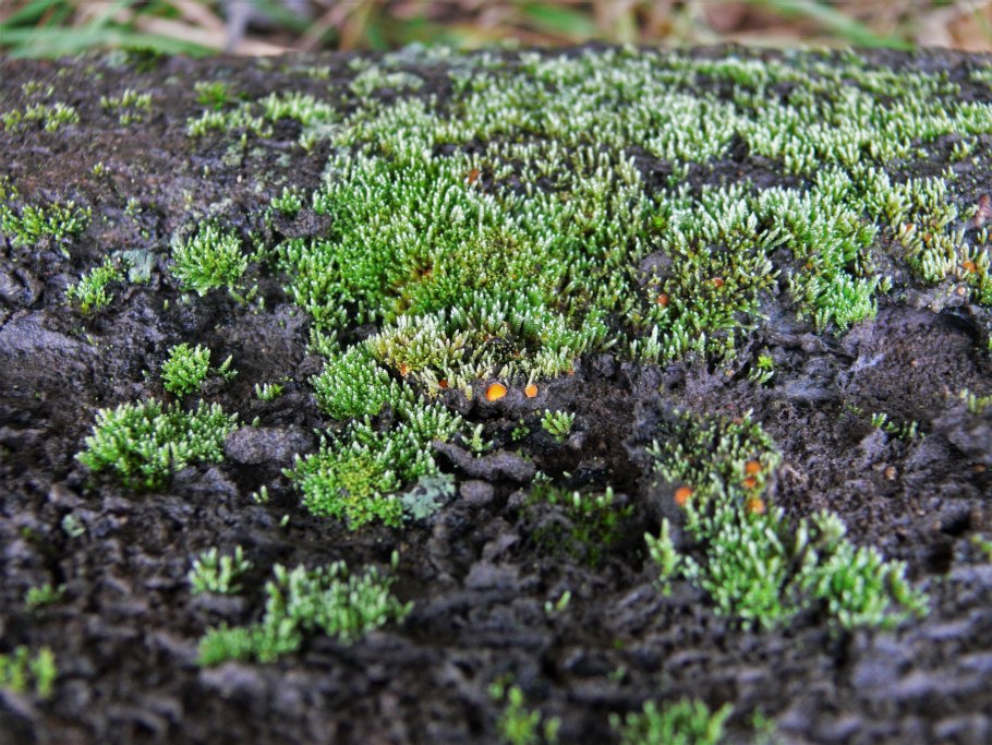 Болотник трава