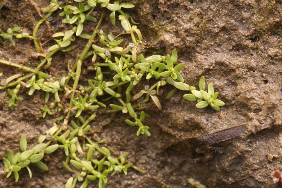 Болотник болотный