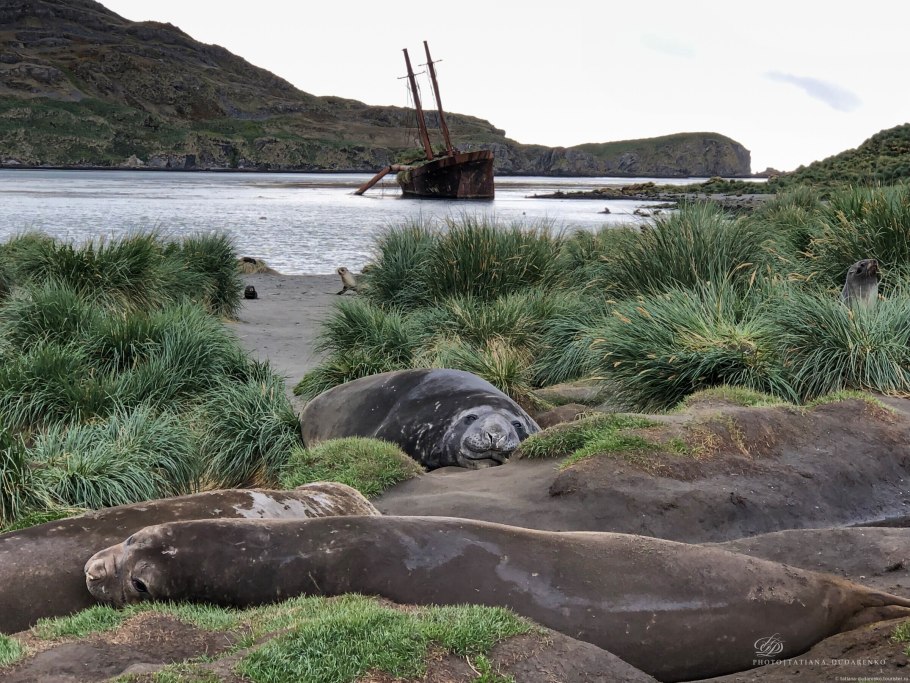 Southern elephant seal mirounga leonina