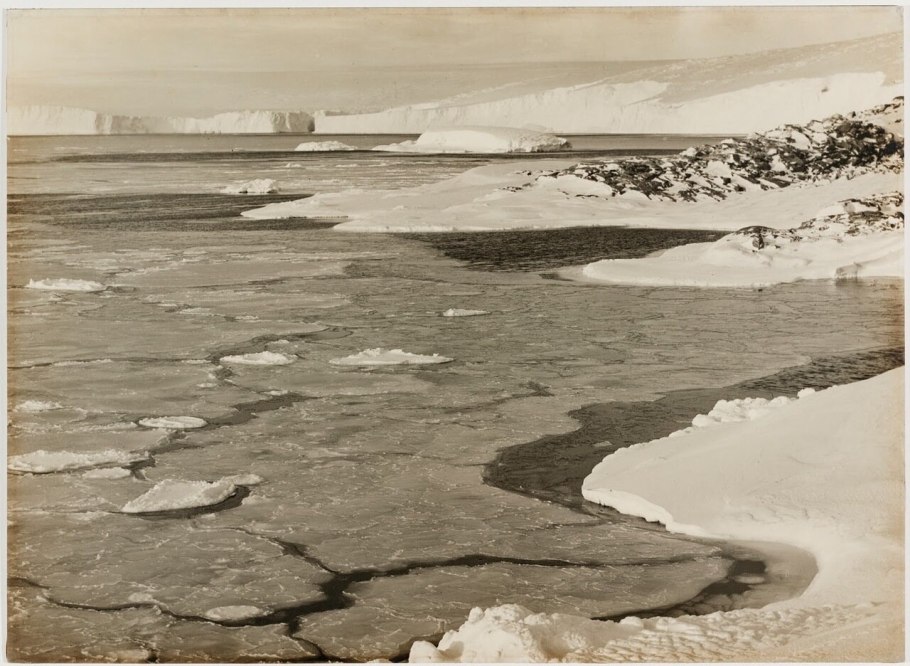 Мхи лишайники Полярный Мак