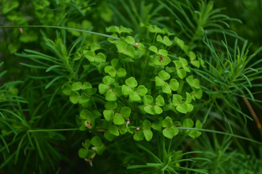 Добыча криля Антарктиды