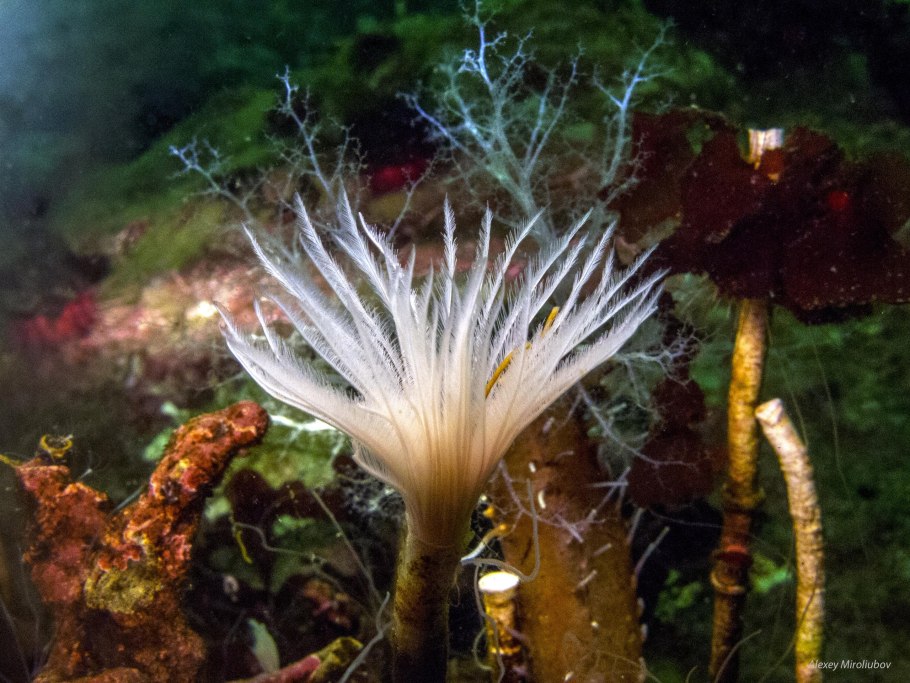 Callitriche palustris