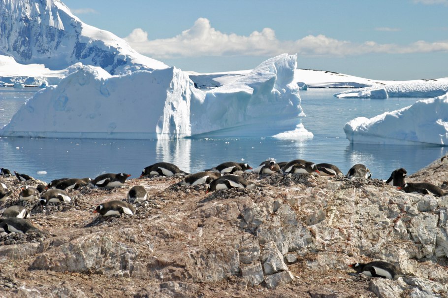 Сытняк аквариумное растение