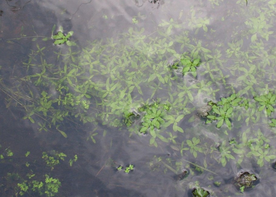 Болотник короткоплодный