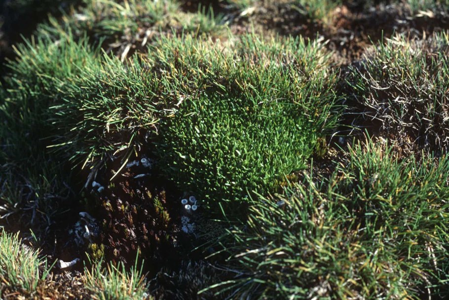 Моховидное серебро