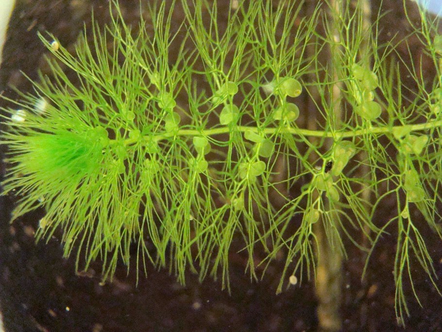 Офиура личинка