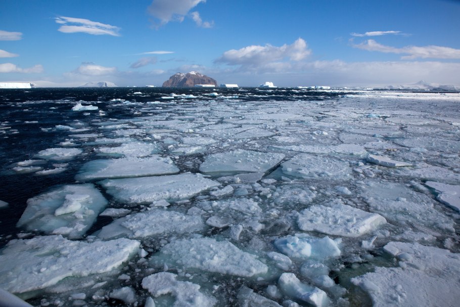 Болотник болотный