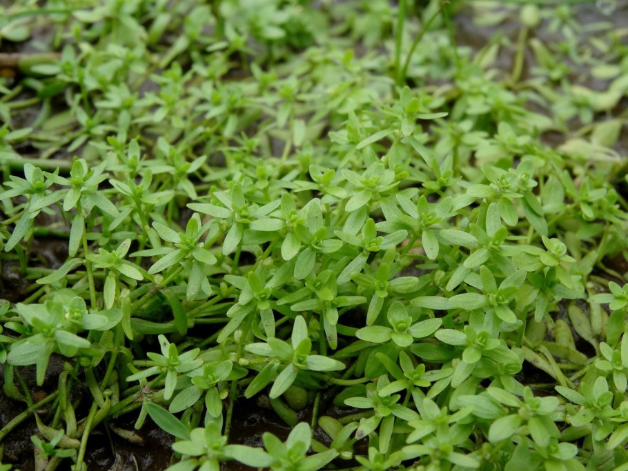 Колобантус Кито