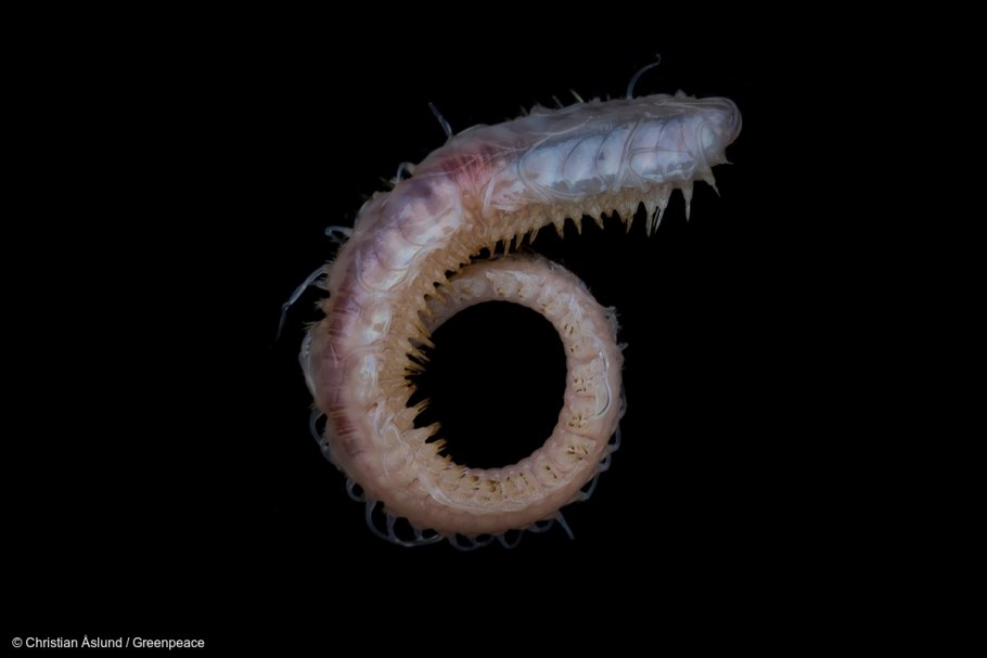 Многощетинковый червь (perinereis cultrifera)