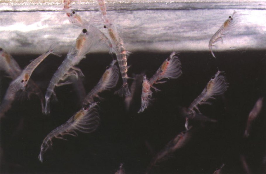 Антарктический криль