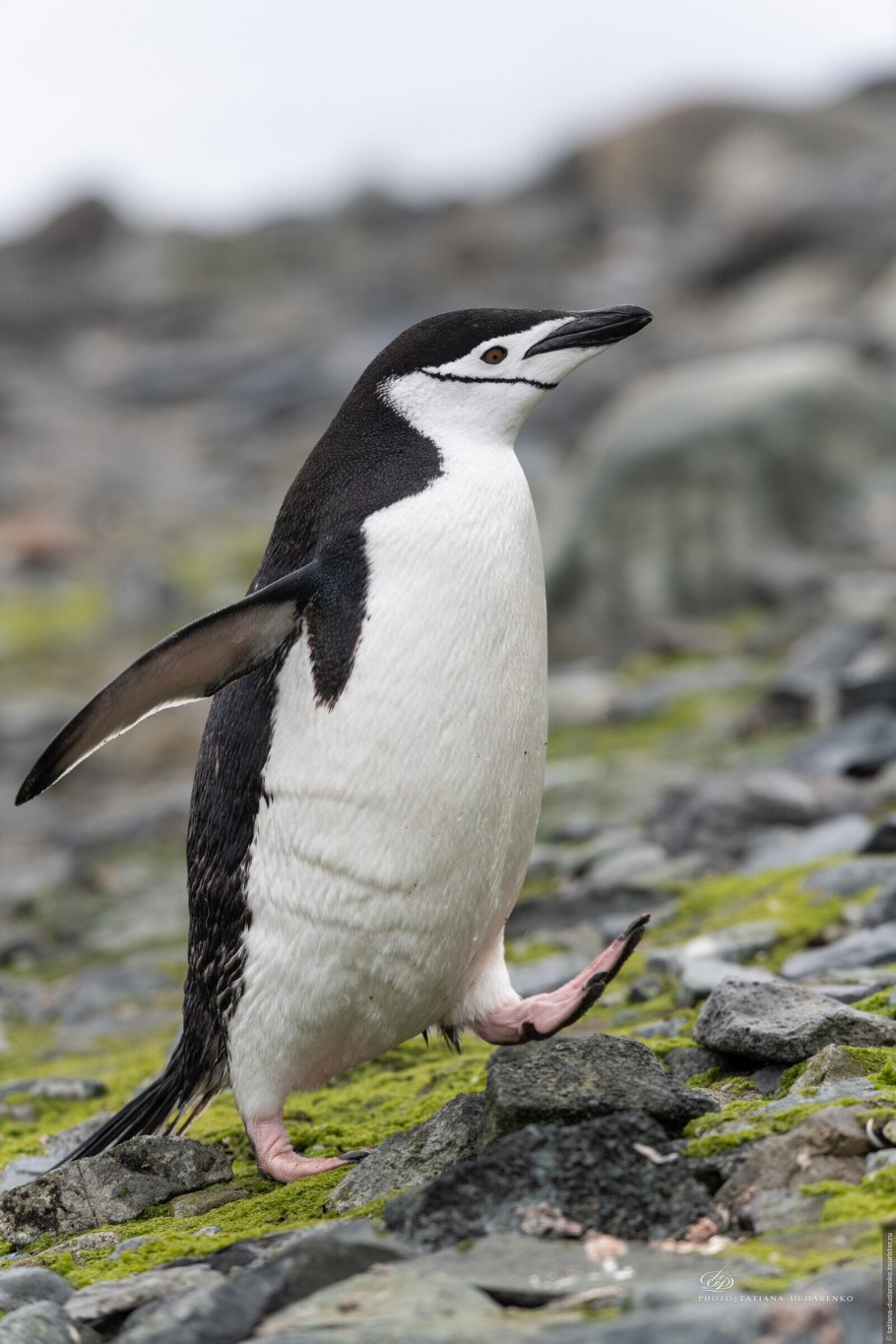 Пингвины chinstrap