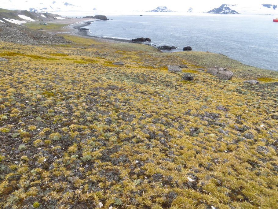 Арктические пустыни на островах арктики растительный мир
