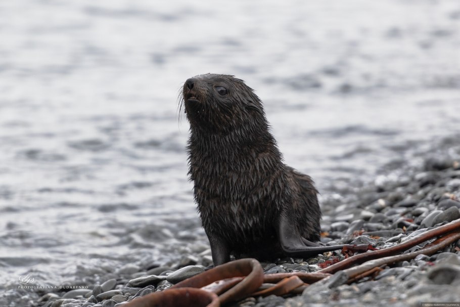 Antarctic fur seal