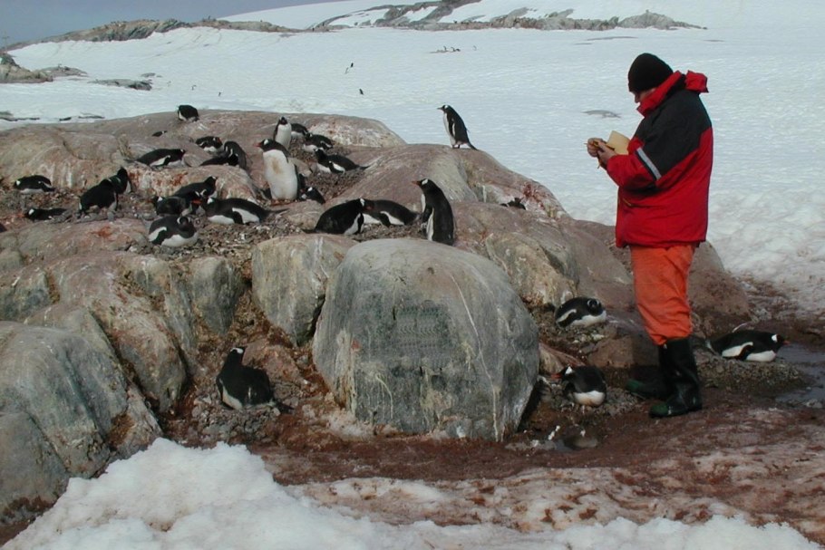 Профессия переворачиватель пингвинов