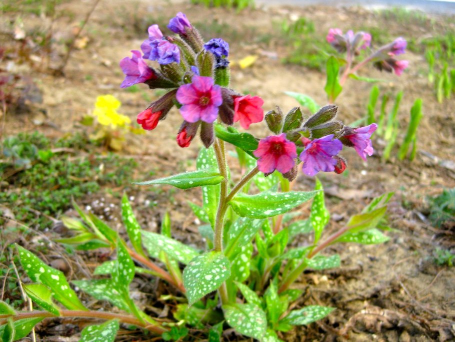 Медуница мягчайшая Pulmonaria mollissima