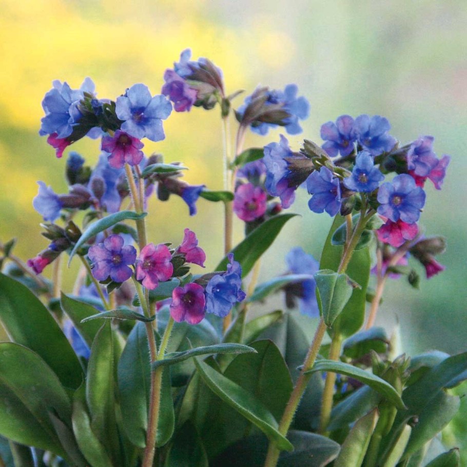 Медуница растение