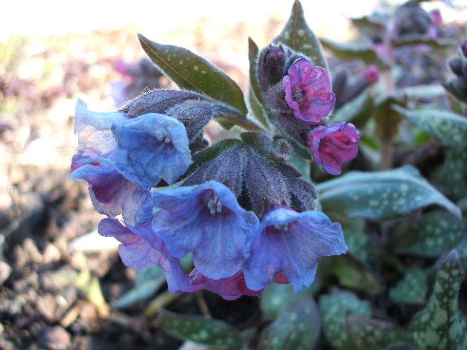 Pulmonaria officinalis