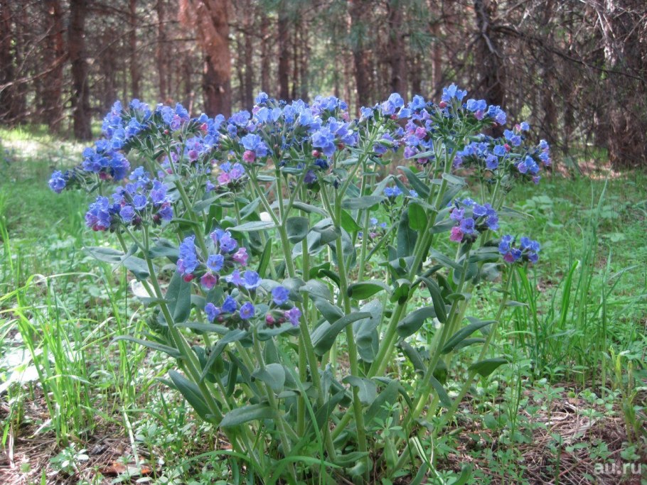 Медуница Лесная цветок