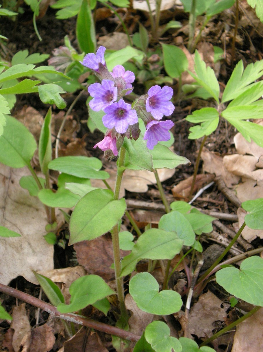 Pulmonaria officinalis