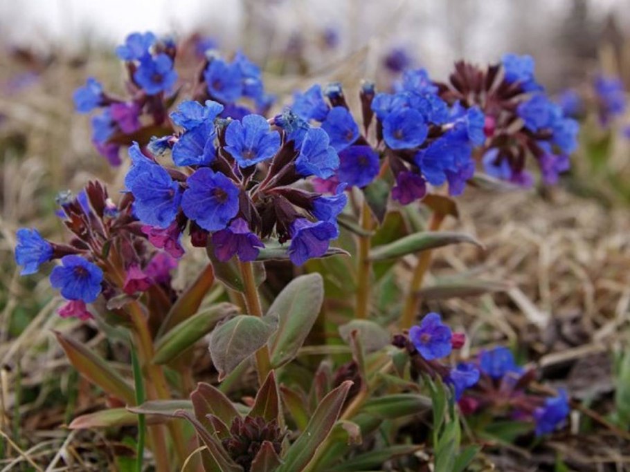 Медуница мягчайшая