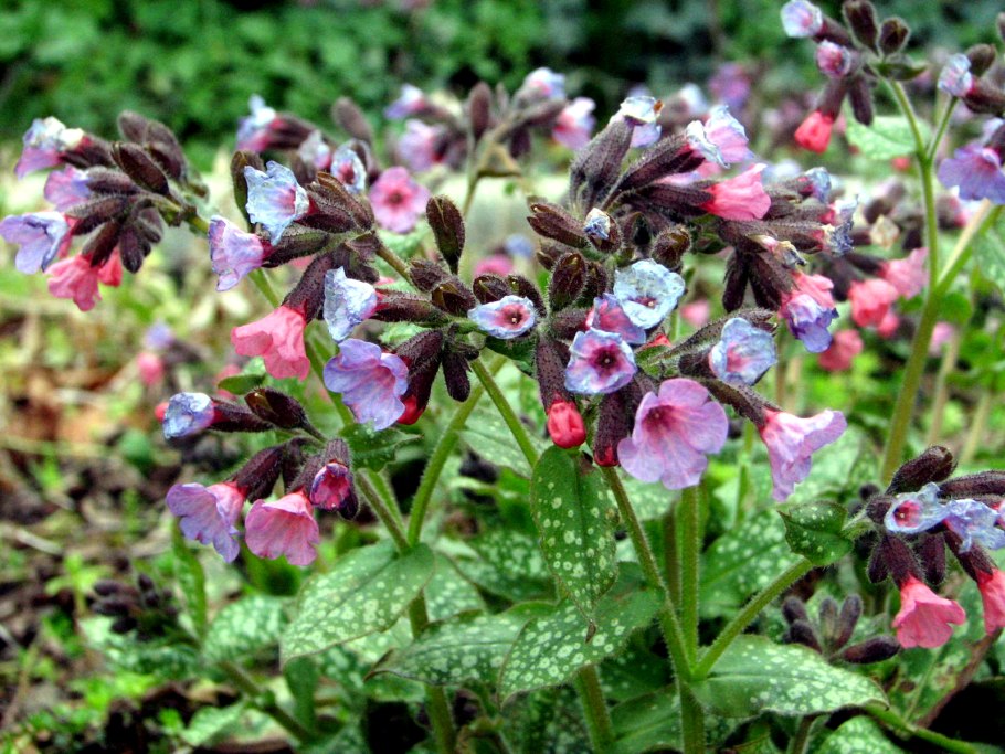 Медуница лесная