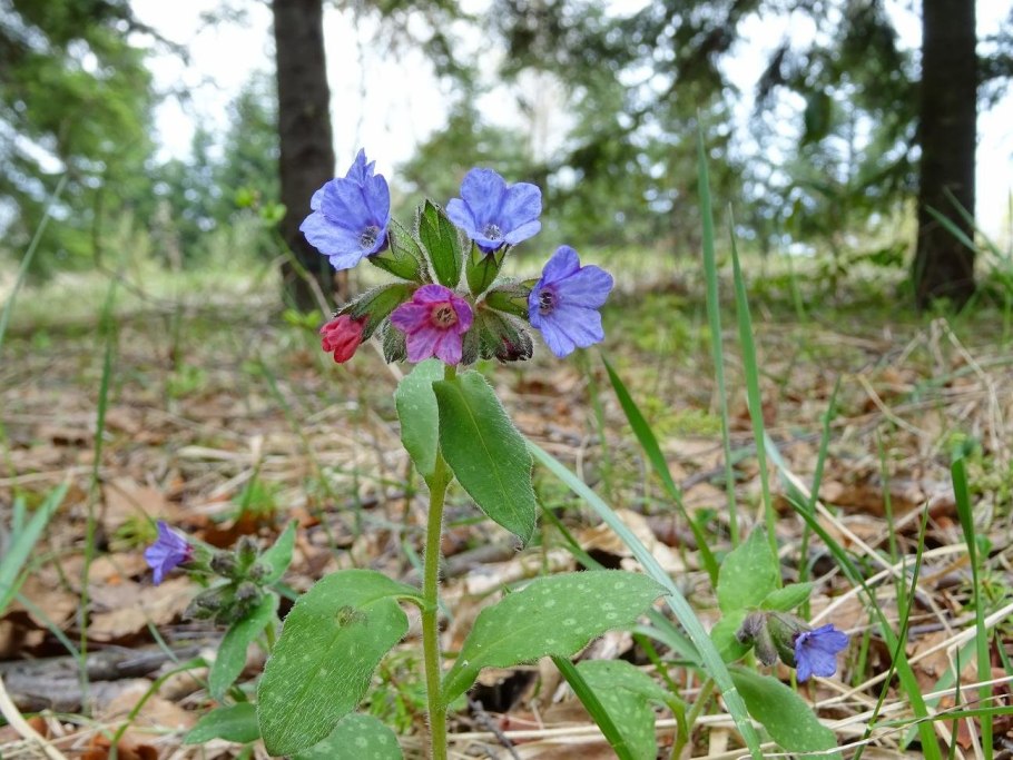 Медуница соцветие