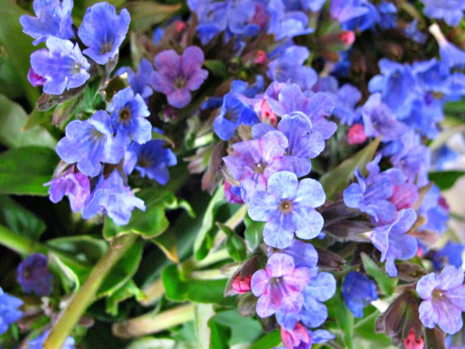 Медуница Лесная цветок