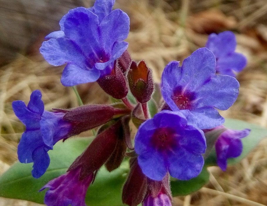 Медуница валовидная