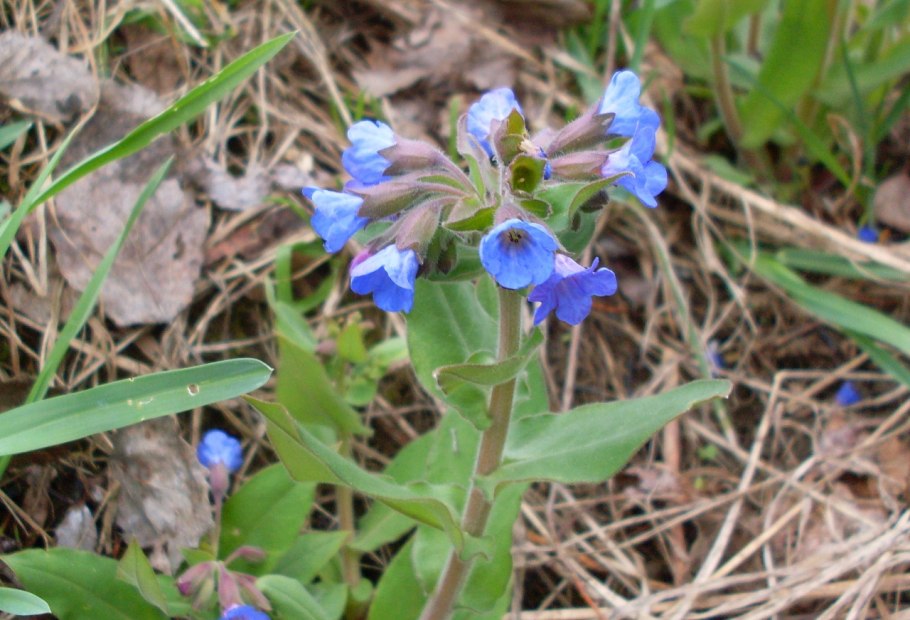 Медуница растение