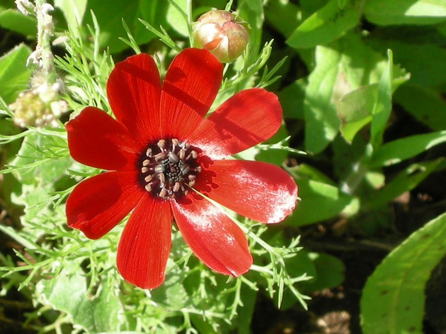 Горицвет весенний (Adonis vernalis)