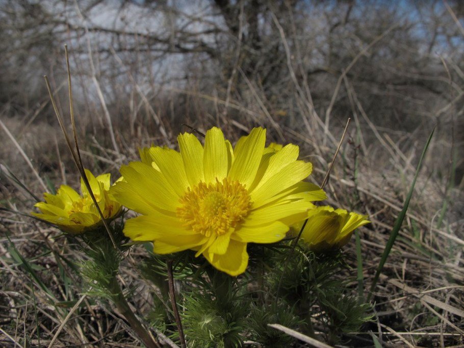 Горицвет весенний Кинга