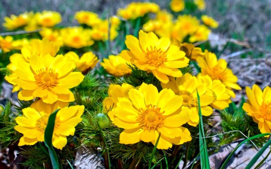 Адонис Стародубка