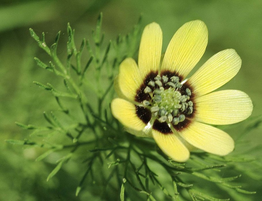 Горицвет однолетний