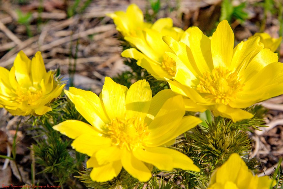 Адонис горицвет