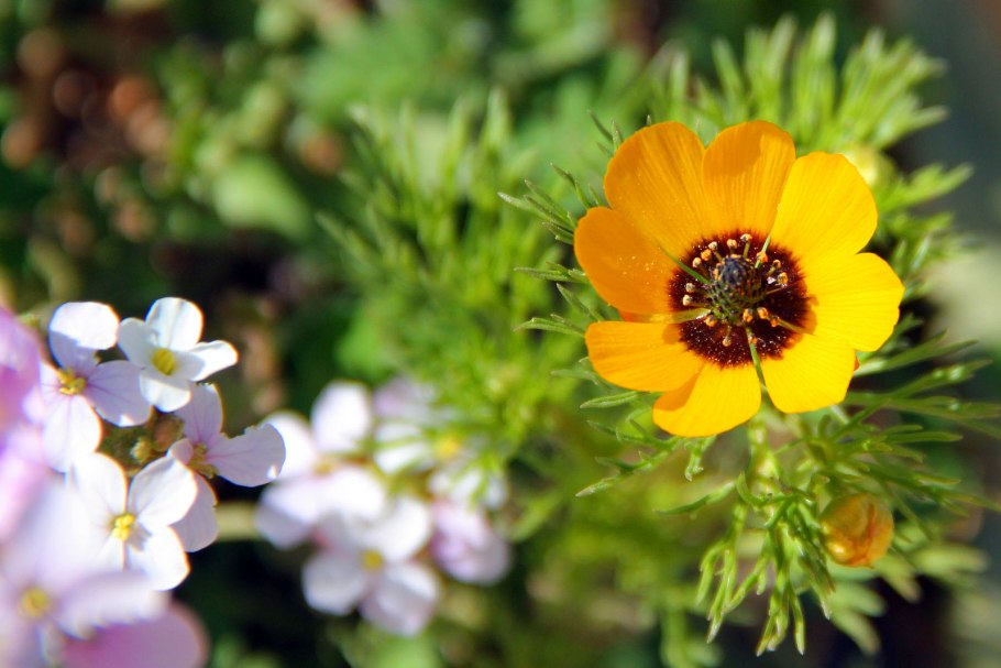 Горицвет золотистый