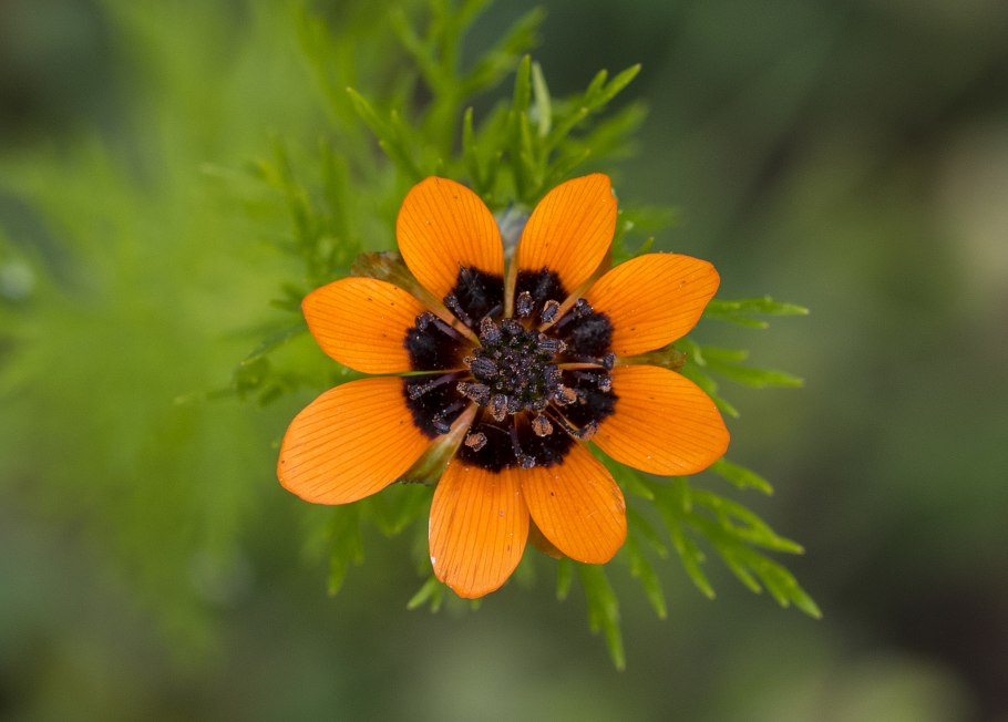 Адонис монгольский
