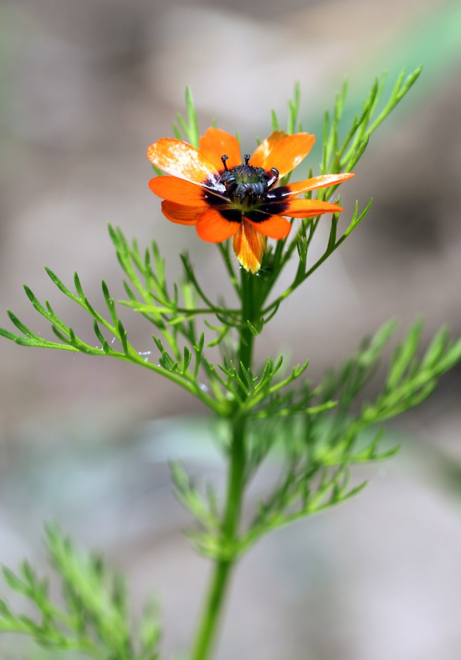 Адонис красный горицвет