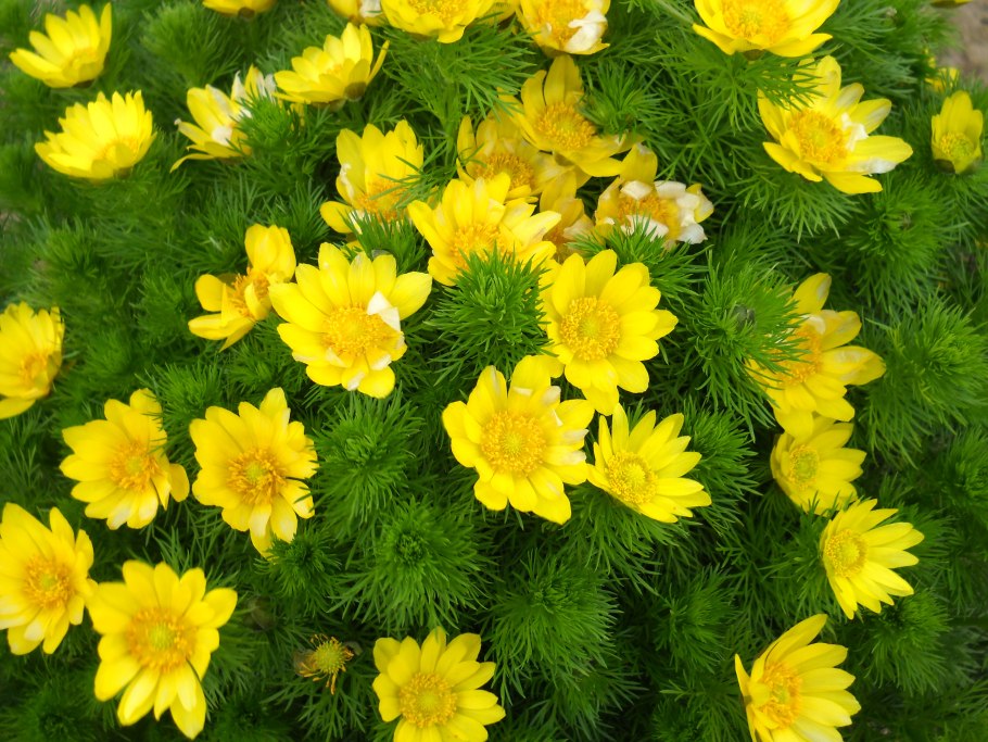 Адонис весенний (горицвет весенний)