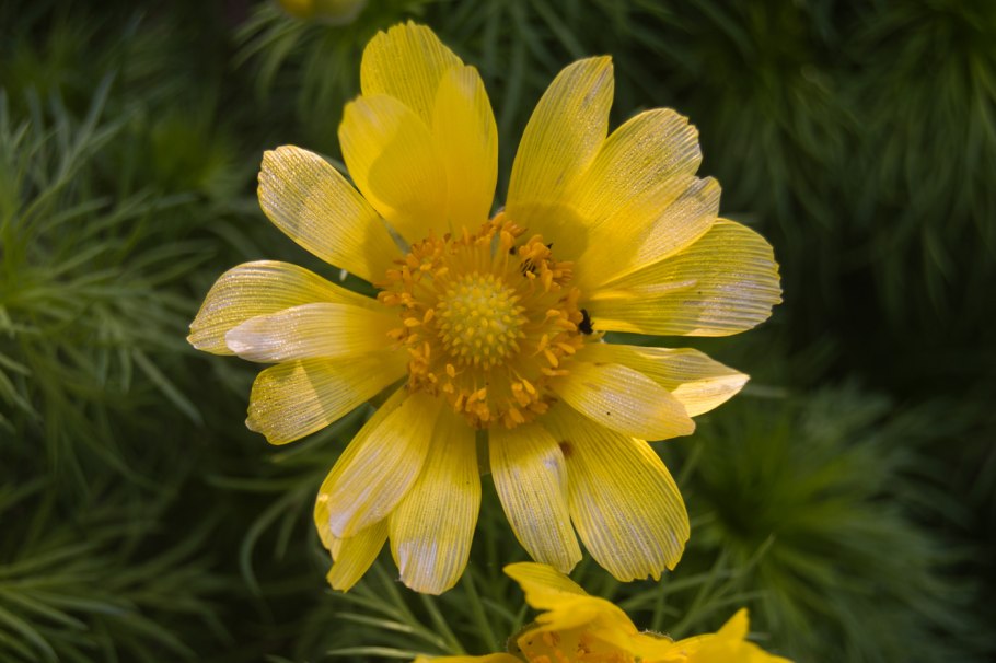 Adonis vernalis