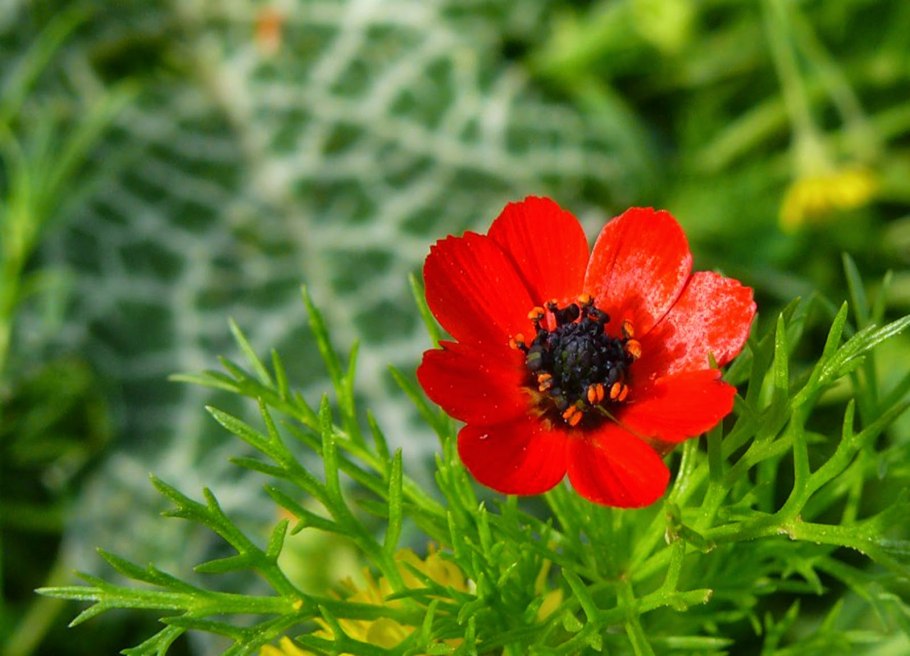 Адонис Керубино