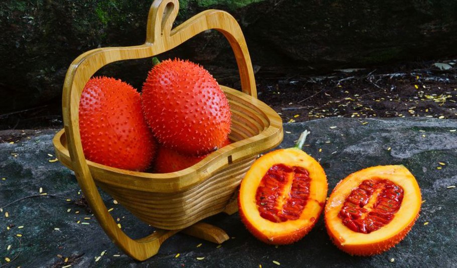 - Гак (Momordica cochinchinensis)
