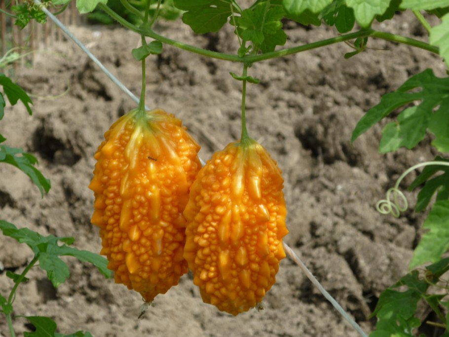Момордика кохинхинская в капсулах