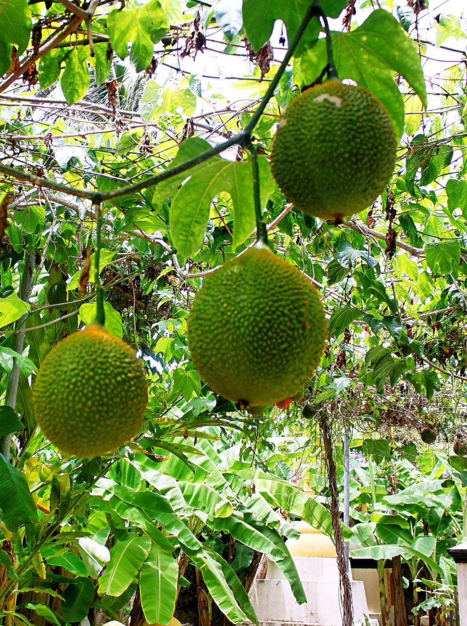 Момордика cochinchinensis