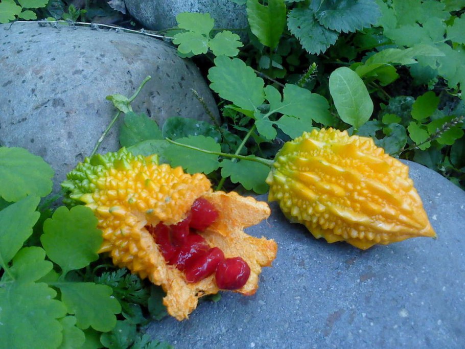 Фруктис момордика