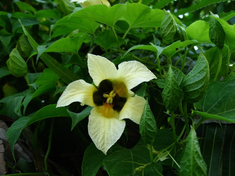 Момордика cochinchinensis