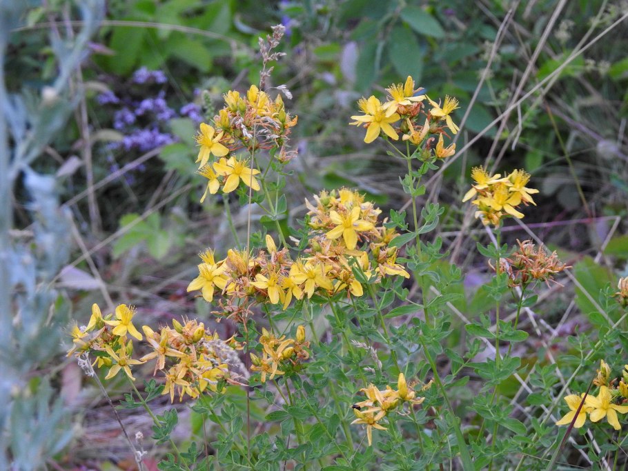 Hypericum perforatum соцветие