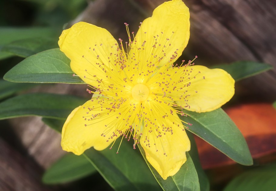 Hypericum patulum