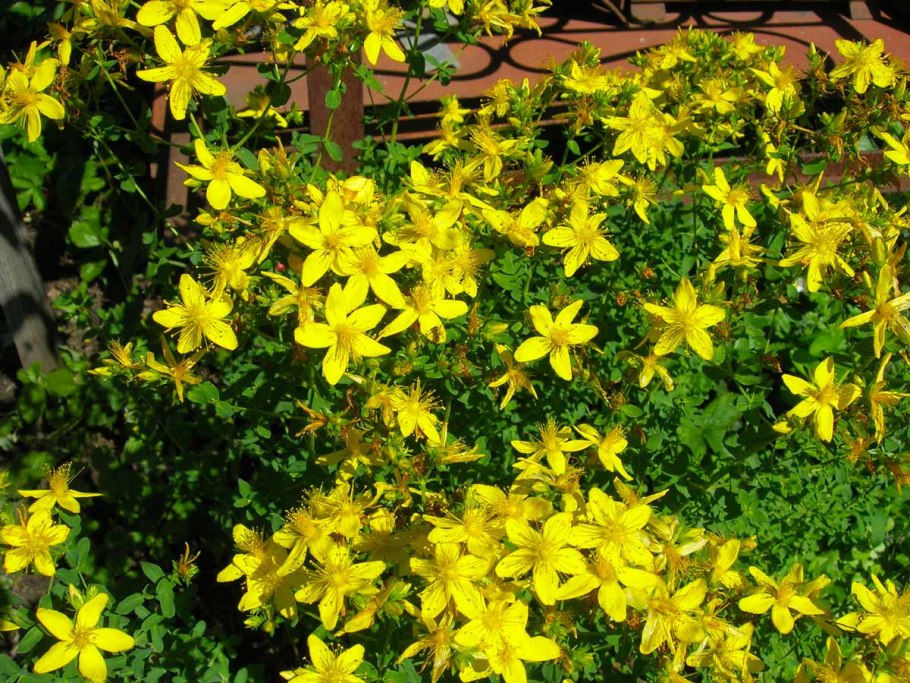 Трава зверобоя продырявленного